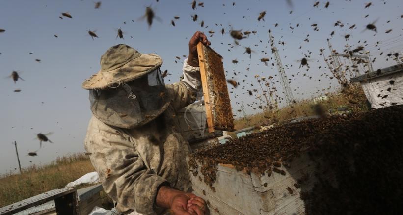 تعرف على مراحل جني العسل... النحل يفرض حظر التجوال على طاقم "فلسطين اليوم" والنهاية "عسل" Ac378c26045bcca43c3234064bdb1a1b