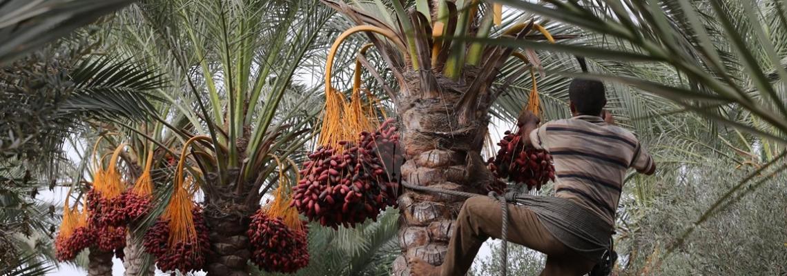 بالصور:جنى ثمار البلح بمدينة دير البلح وسط القطاع