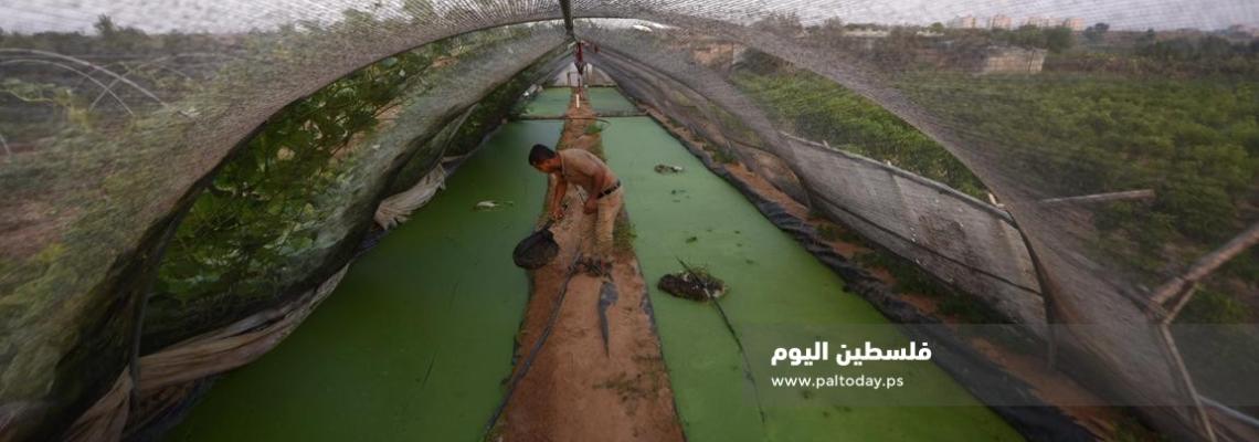 الأزولا تنجح في غزة ..بديل طبيعي للأعلاف التجارية