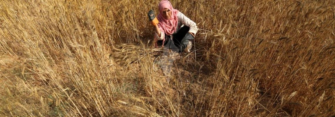 بالصور: مزارعون يبدؤون حصاد القمح شرق خانيونس