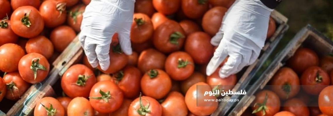 في غزة .. البندورة أغلى من التفاح .!