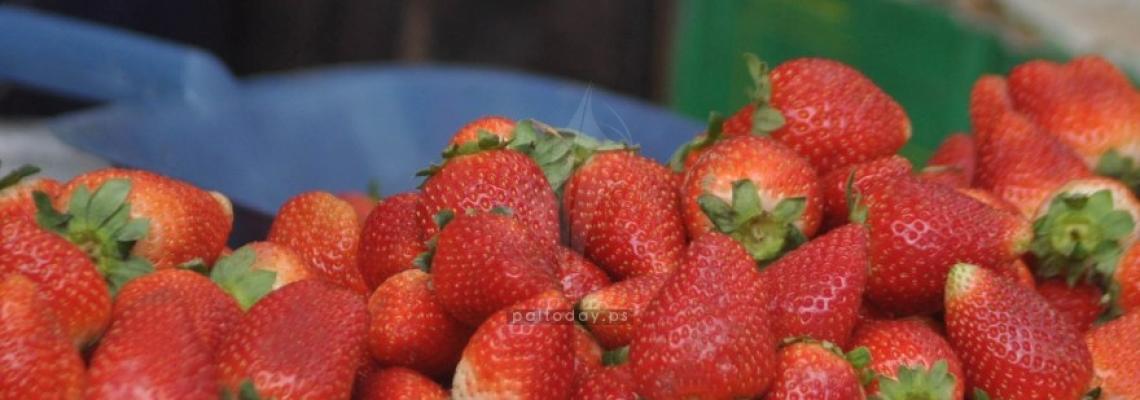 مزارعو الفراولة يسابقون الزمن بالحصاد لتعويض خسائرهم