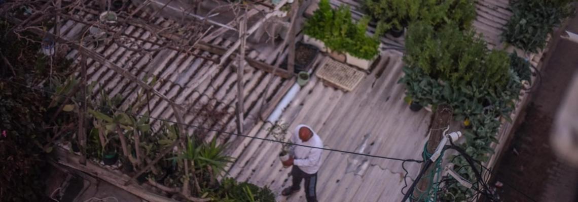 لاجئ فلسطينيي يحول سطح منزله المسقوف بالأسبست لمشتل زراعي فى مدينة خانيونس
