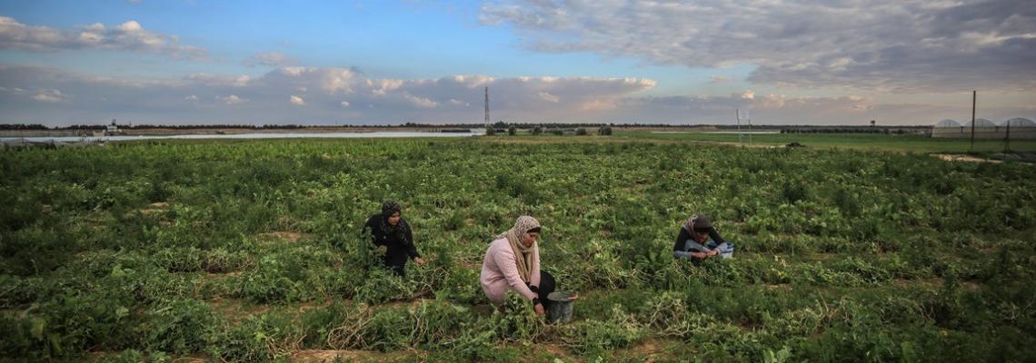 في خزاعة.. 3 خريجات زرعن حلمهن "المر" وحان وقت الحصاد ..