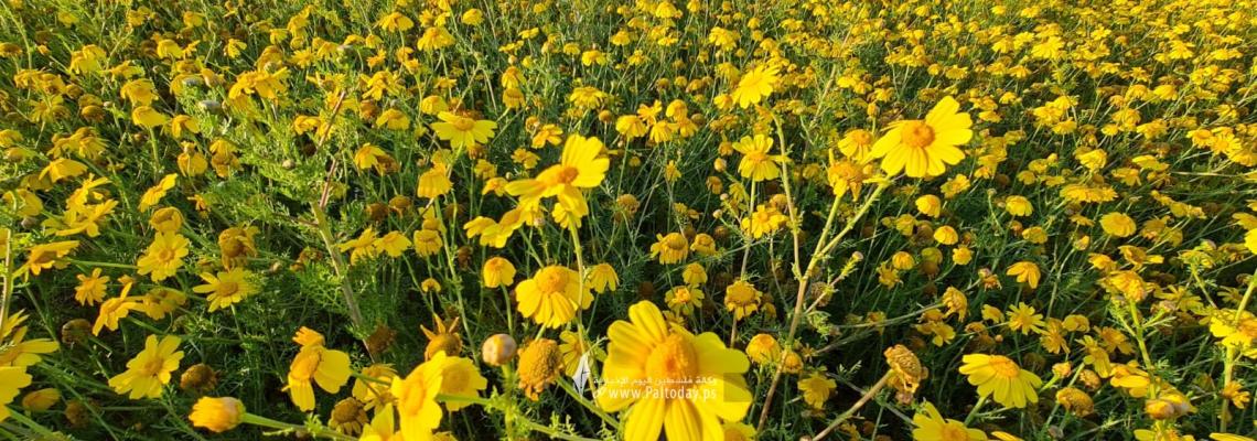 أجواء الربيع ومحاصيل القمح في المناطق الحدودية