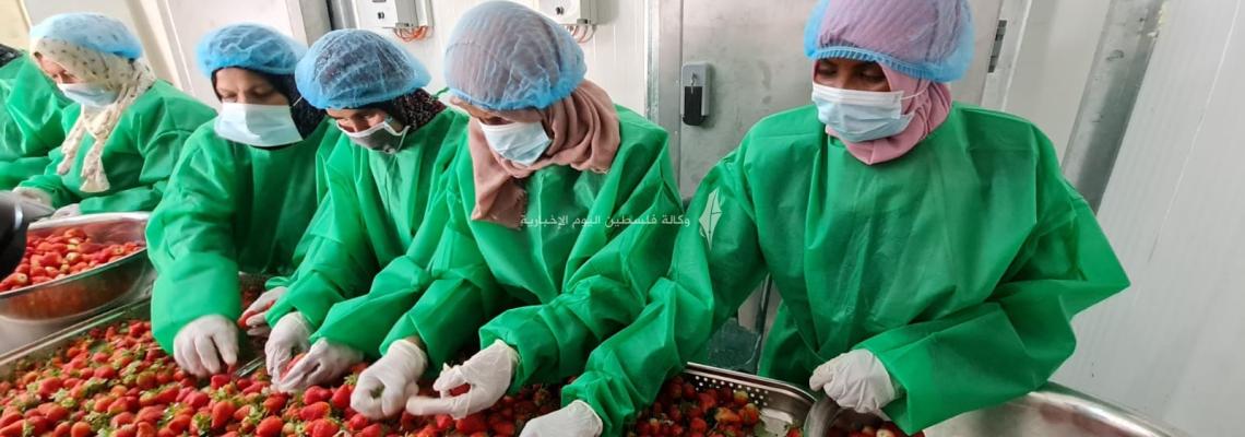 في اليوم العالمي للمرأة .. نساء غزة لقمة العيش من "الذهب الأحمر"