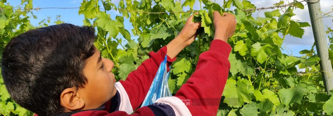 مزارعو خانيونس يجمعون "ورق العنب" استعداداً لتسويقه في شهر رمضان