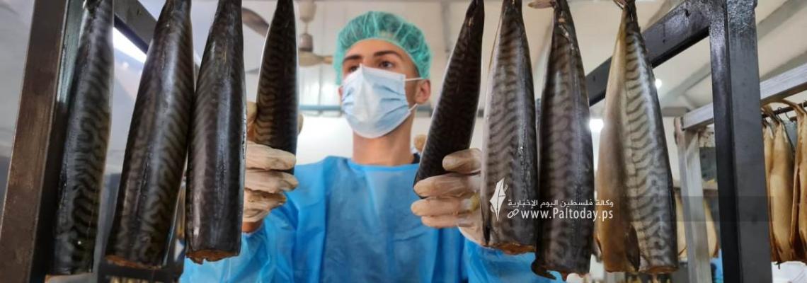 تجهيز سمك الرنجة جنوب قطاع غزة وتسويقها في موسم عيد الفطر