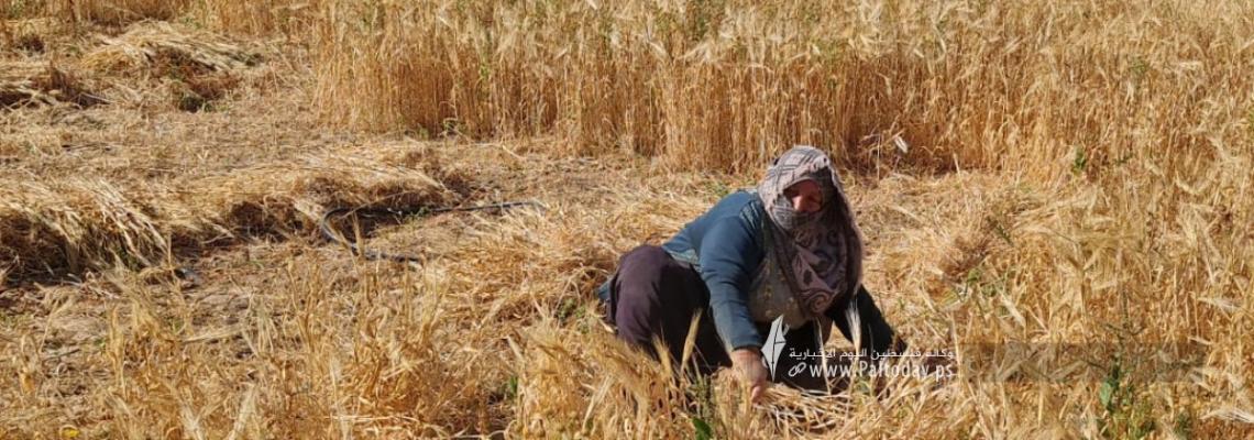 بالصور :بدء موسم حصاد القمح في المناطق الحدودية بخانيونس جنوب قطاع غزة