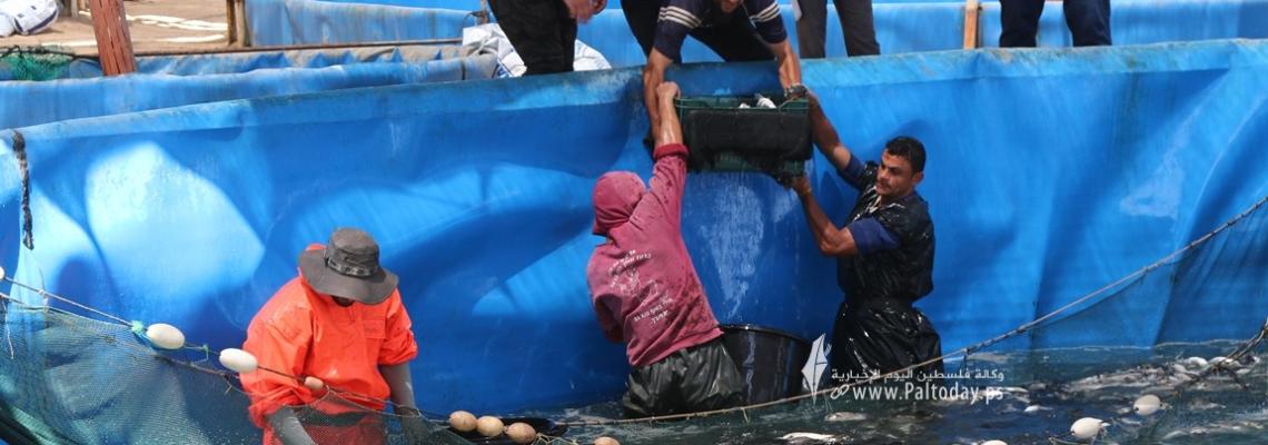بالصور :نفوق آلاف الأسماك وخسائر بملايين الشواكل وتهديد مشروع تربية الأسماك بسبب إغلاق المعابر