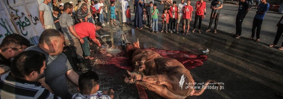 شاهد ذبح الأضاحي في عيد الأضحى المبارك في قطاع غزة