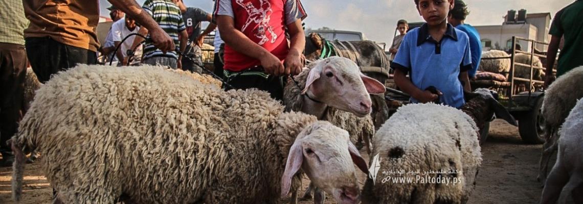 بالصور:اقبال كبير على شراء الاضاحي في قطاع غزة قُبيل عيد الاضحى المبارك