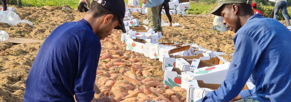انطلاق موسم حصاد البطاطا الحمراء "الحلوة" جنوبي قطاع غزة