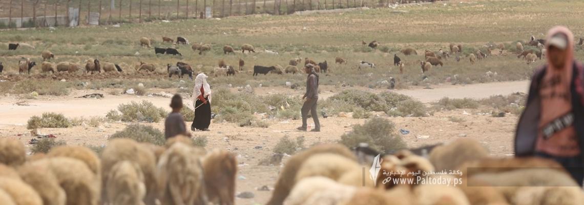 بالصور:رعاة الأغنام.. رحلة مخاطرة يومية على حدود غزة بسبب رصاص الاحتلال