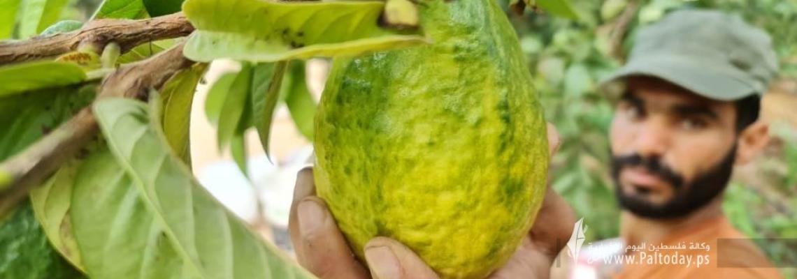 بالصور: موسم قطف الجوافة يبدأ في غزة رغم ملوحة المياه والآفات