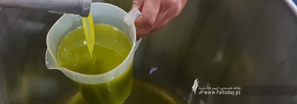 بالصور:بدء عمل معاصر الزيتون في محافظات قطاع غزة