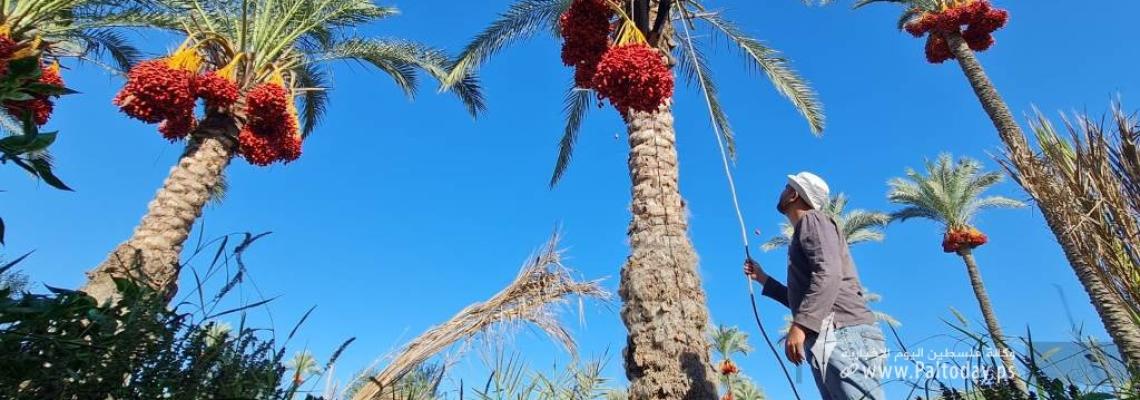 بدء موسم جني ثمار النخيل في قطاع غزة