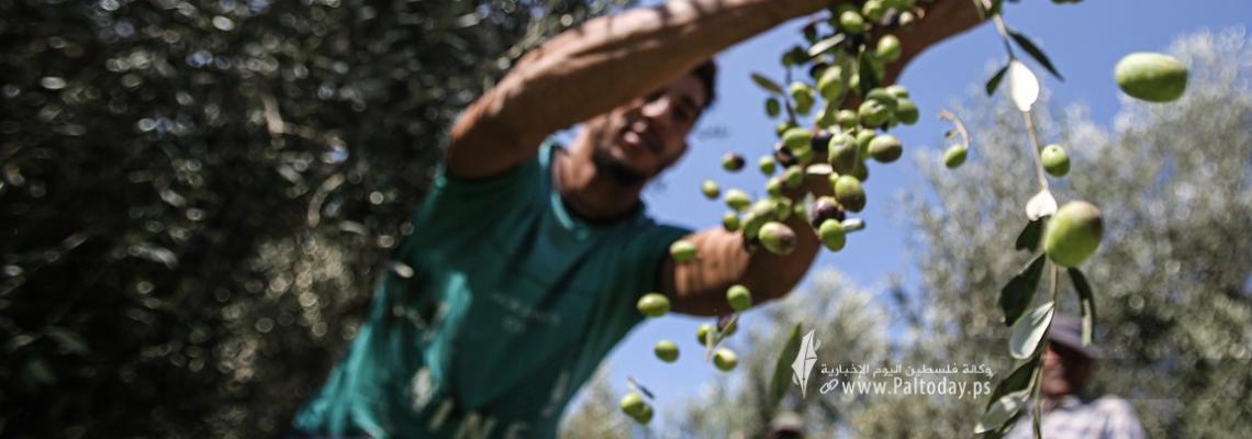 بالصور:بدء موسم قطف ثمار الزيتون في قطاع غزة