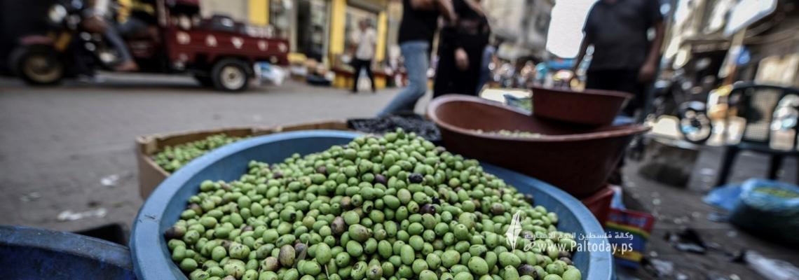 سوق الزيتون بخانيونس... معلم قديم لثمار الشجرة المباركة