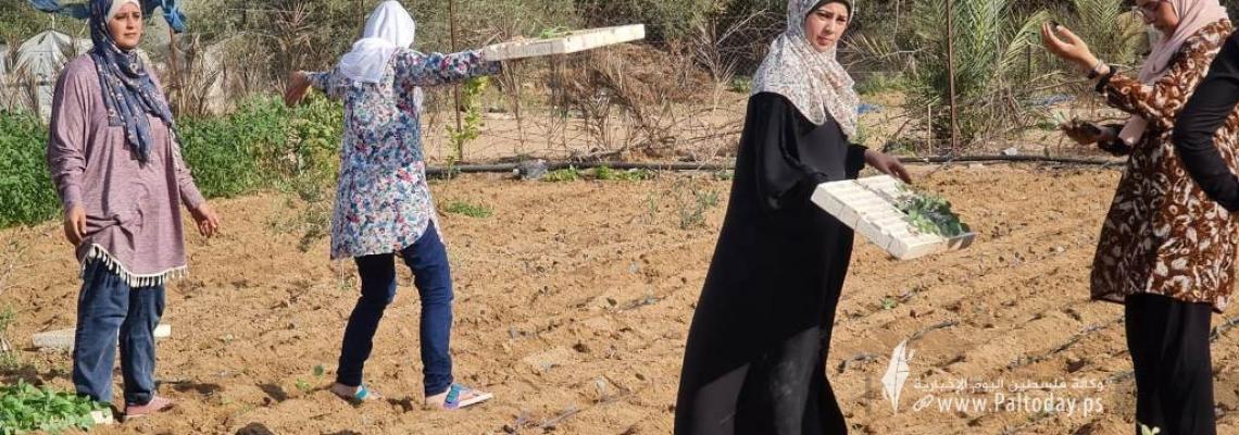 بالصور:فتيات من غزة يُقمن مشروع زراعي تحدياً للبطالة