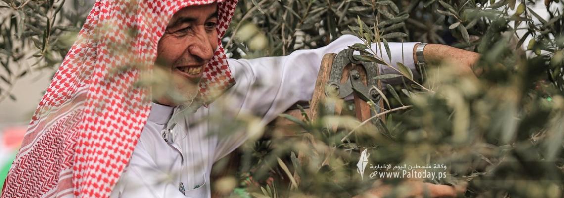بالصور:وزارة الزراعة تفتتح موسم جني وعصر "الزيتون" بغزة