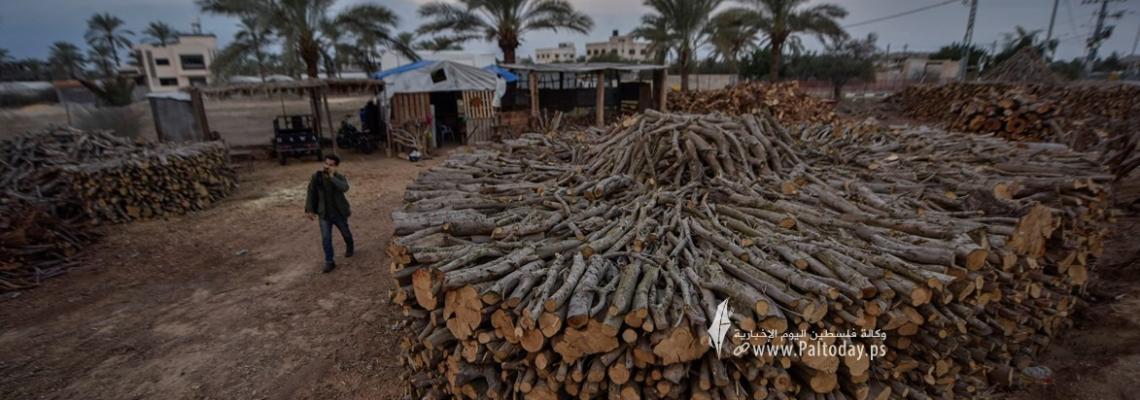 "جمع الحطب" في غزة . مهنة موسميّة ونادرة