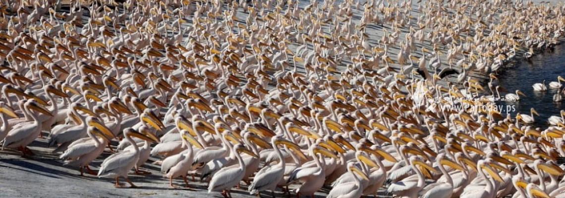 آلاف الطيور المهاجرة تحط رحالها في مستنقع مياه شمال مدينة يافا المحتلة