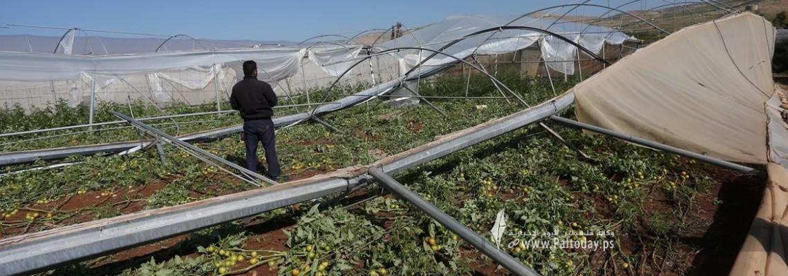 بالصور: مزارعون يتفقدون مزارعهم ودفيئاتهم الزراعية التي تضررت بشكل كبير بعد المنخفضات الأخيرة في قرية فروش بيت دجن شرق نابلس