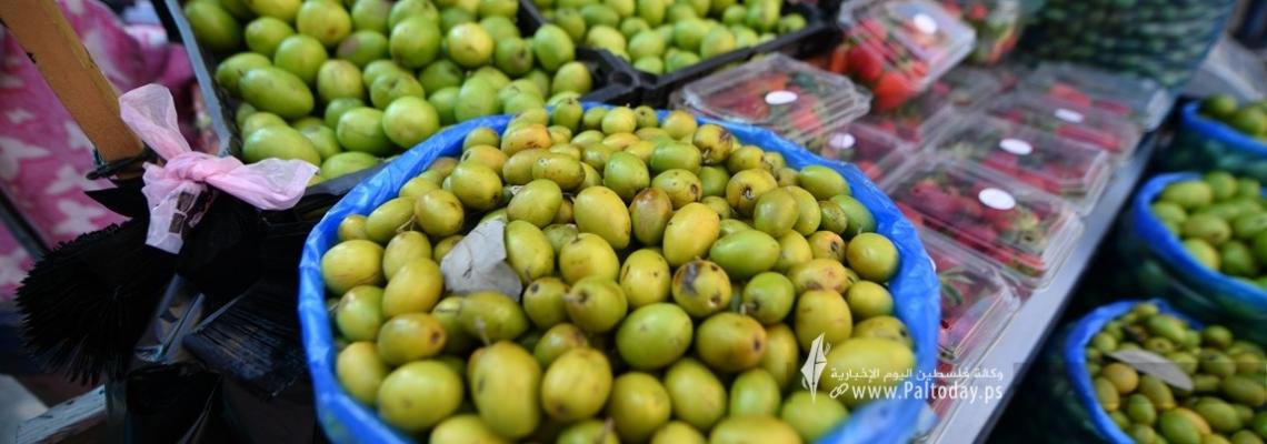 فاكهة ' النبق ' تصل غزة..تعرف عليها بالصور
