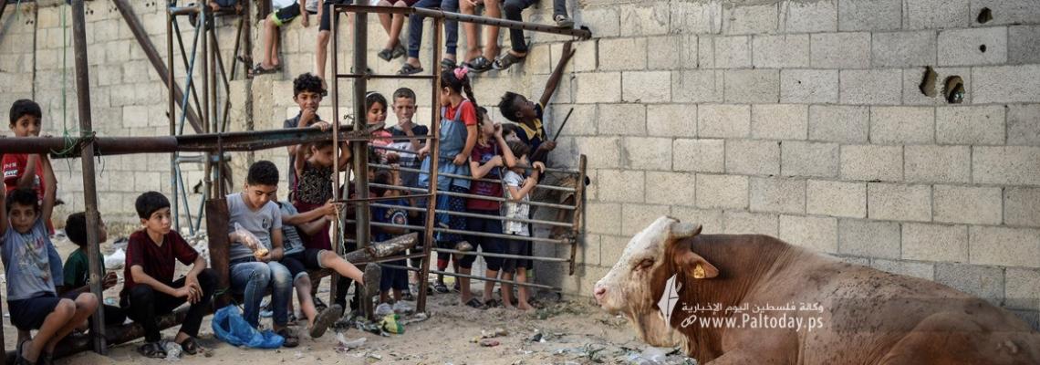 فرحة وبهجة الأطفال في مزارع المواشي لشراء الأضاحي جنوب قطاع غزة .