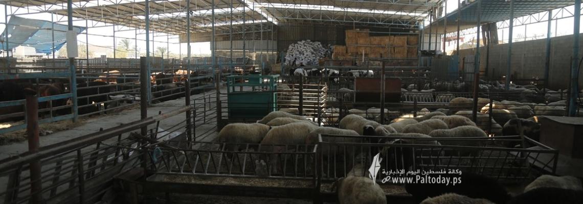 بالصور: مزارع العجول بغزة تستعد لاستقبال عيد الاضحى 2022