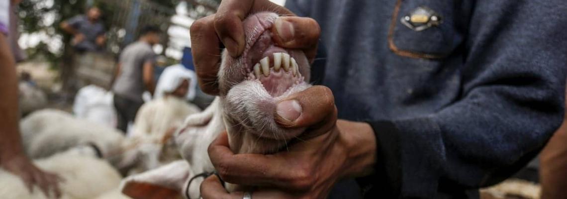 سوق المواشي في خان يونس جنوب قطاع غزة قبيل عيد الأضحى