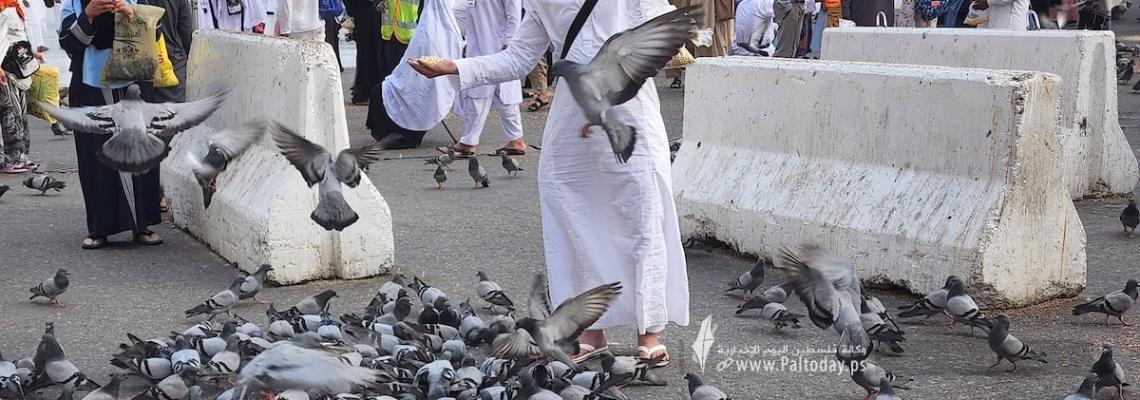 بالصور :حجاج بيت الله الحرام ينثرون حبوب القمح لأسراب الحمام الساكن في محيط الحرم المكي*