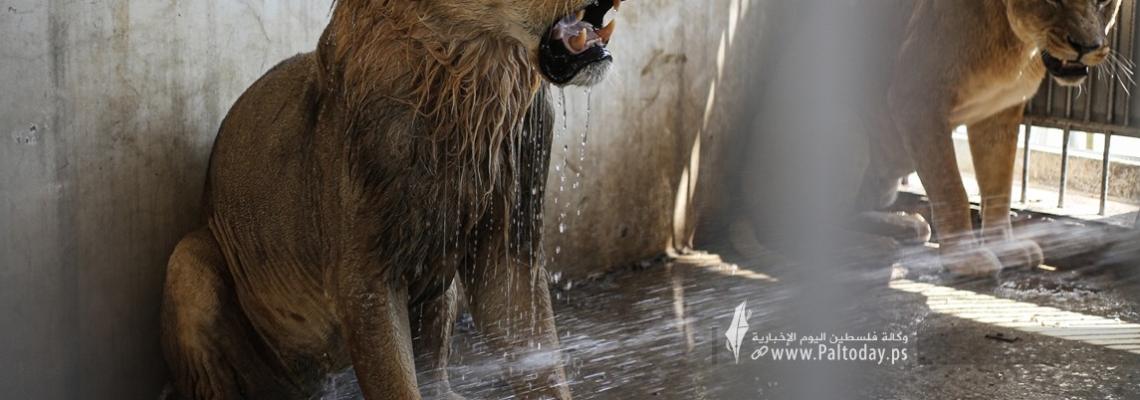 بالصور: بالمياه الباردة.. الأسود في غزة تقاوم درجات الحرارة العالية إثر موجة الحر الشديدة التى تضرب فلسطين والمنطقة