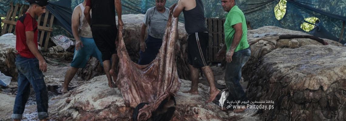 بالصور: "دبغ الجلود" في غزة: مهنة تُصارع من أجل البقاء
