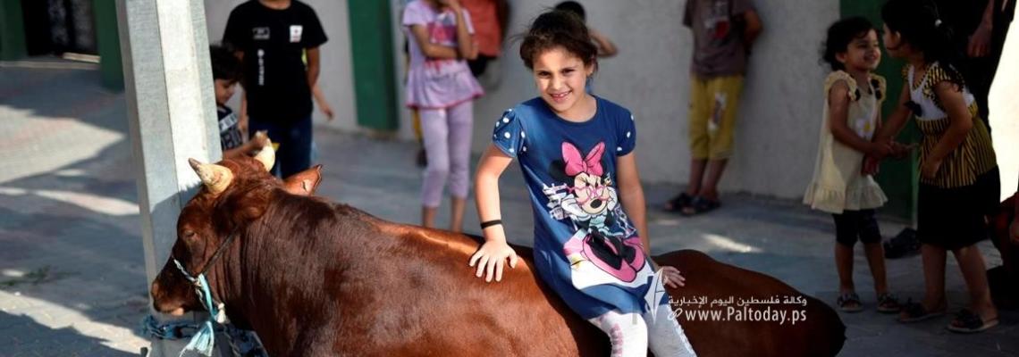 فرحة الأطفال مع الأضاحي عشية عيد الأضحى المبارك في خانيونس جنوب قطاع غزة.