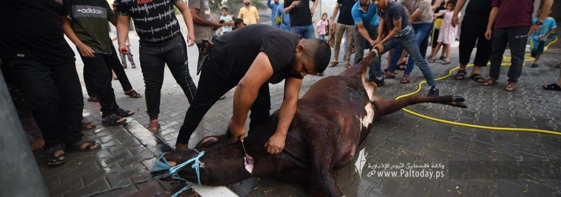 ذبح الأضاحي في جنوب قطاع غزة فى أول أيام عيد الأضحى المبارك
