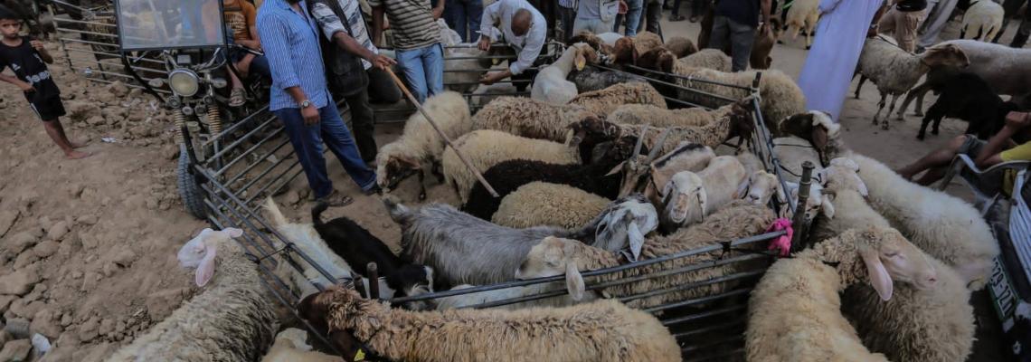مواطنون يشترون الأضاحي قبيل عيد الأضحى المبارك في سوق الحلال بمدينة دير البلح وسط قطاع غزة