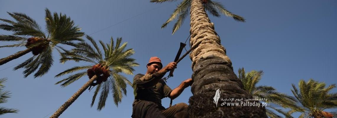 بدء موسم قطف ثمار البلح في قطاع غزة
