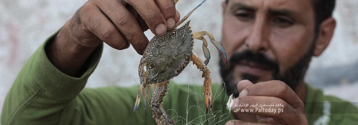 بالصور : بدء موسم الجلمبات السلطعونات في قطاع غزة