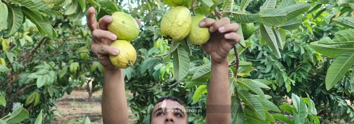 بالصور: موسم قطاف فاكهة الجوافة جنوب قطاع غزة