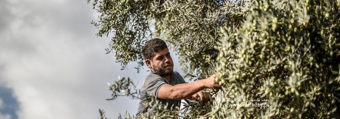 بدء موسم قطف الزيتون فى قطاع غزة