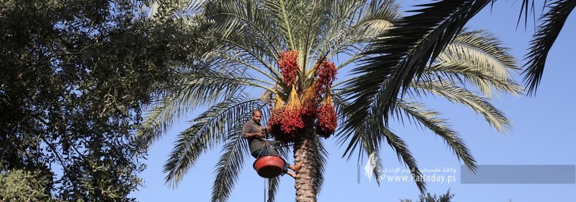 بالصور: مزارعون يشاركون في جني التمور في الأراضي الزراعية مع بداية موسم التمور في دير البلح وسط قطاع غزة