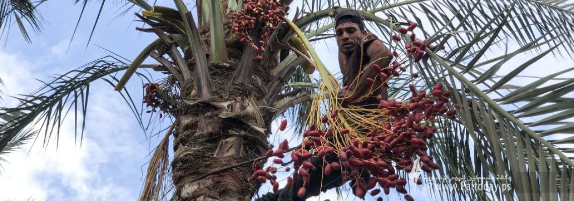بالصور: بلدية دير البلح تفتتح موسم جني البلح وسط قطاع غزة