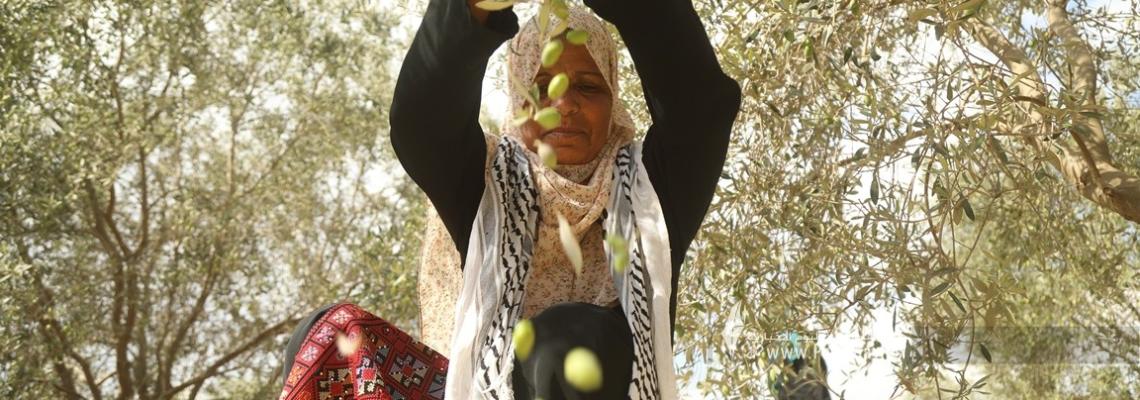 بالصور: وزارة الزراعة تفتح موسم جني محصول الزيتون فى قريه المصدر وسط قطاع غزة  بحضور رئيس متابعة العمل الحكومى بغزة