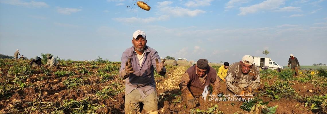 بالصور :بدء حصاد البطاطا البرية من المحاصيل الزراعية في بيت حانون شمال قطاع غزة