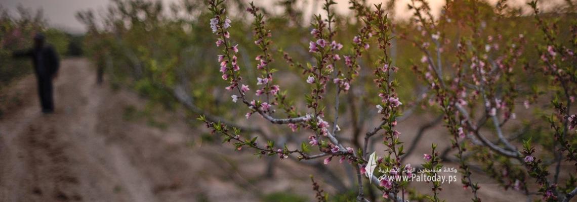 أزهار الخوخ جنوب غزة تعلن دخول الربيع في فلسطين
