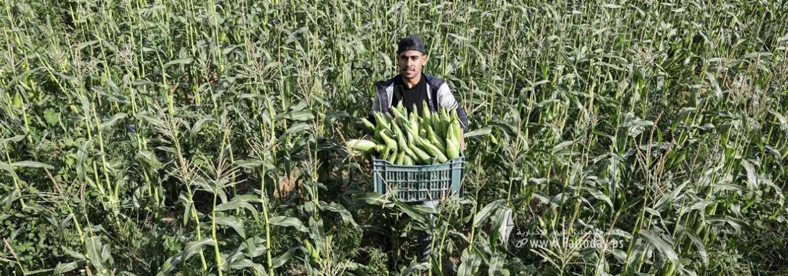 بالصور: بدء موسم قطف محصول الذرة في قطاع غزة