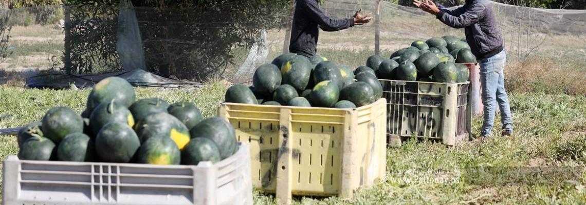 بالصور: بدء موسم قطف البطيخ في قطاع غزة