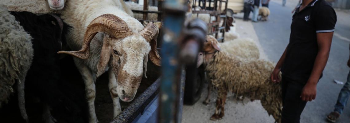 بالصور : إقبال على شراء الماشية لعيد الأضحى في سوق الحلال شرق قطاع غزة